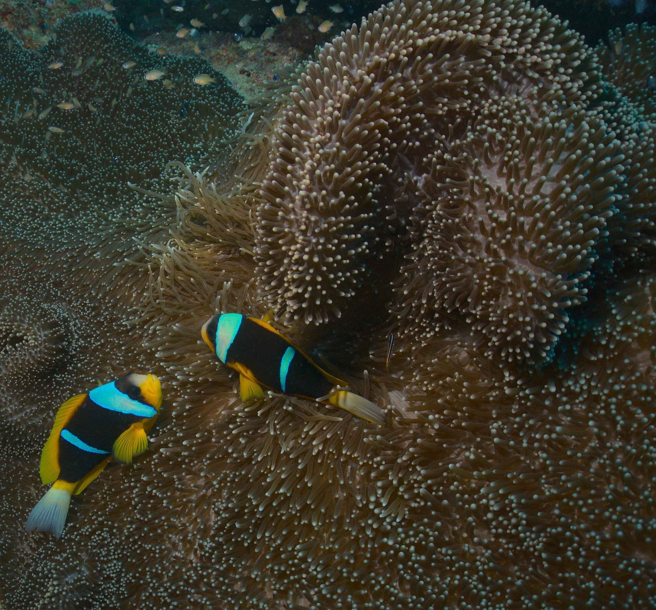 Kulturelle Zusammenkunft in Kilifi